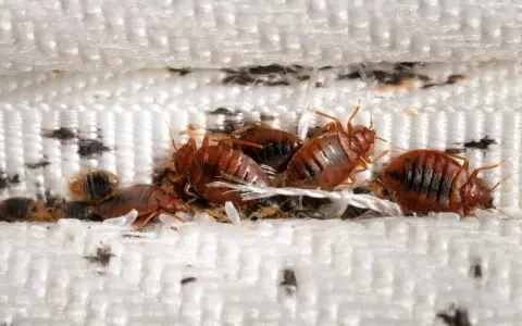Un grupo de chinches se esconde entre las costuras de un colchón. Aquí es de donde salen las chinches, en lugares oscuros y acogedores.
