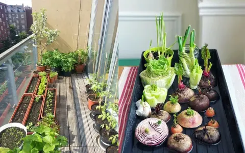 Un balcón lleno de vida con un huerto en casa. Verduras brotando en macetas y bandejas, listas para crecer.