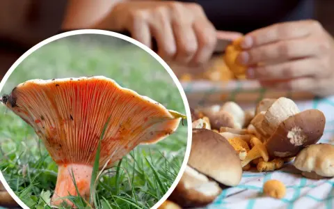 Perfekcyjne czyszczenie rydzów: Koniec z piaskiem! Poradnik