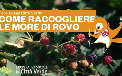 Maturazione delle more di rovo: scopri come raccoglierle al momento giusto con Città Verde. Un uccellino curioso ti guida in questa deliziosa avventura.