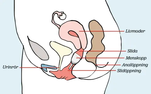 Illustration visar hur en menskopp placeras i slidan för att samla upp mensblod.