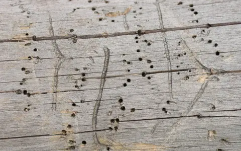 Surface d'un bois grisonnant criblé de petits trous, traces d'une attaque de vrillette du bois. Un traitement naturel pourrait être envisagé.