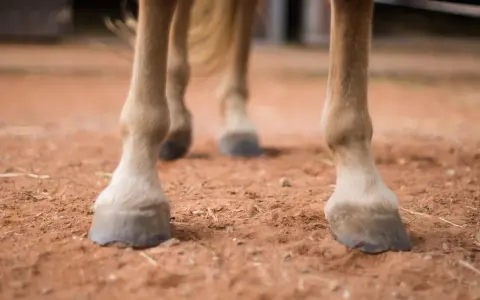 Gros plan sur les sabots d'un cheval, la bouleture est bien visible sur ses pattes.