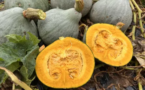 Courges bleues, dont une coupée en deux révélant sa chair orangée. Un ballet de saveurs d'automne.