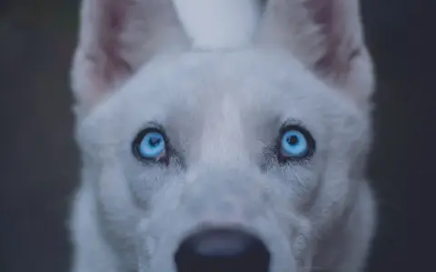 Un chien aux yeux bleus perçants, dont le regard semble porter le poids d'une ancienne maladie.