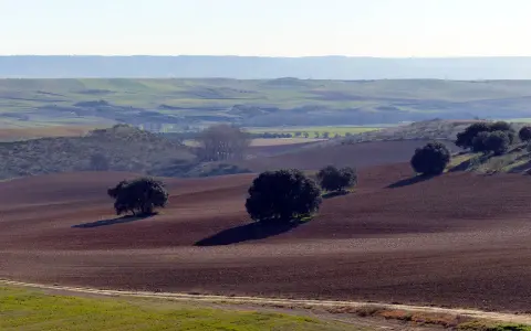 Paisaje de **vías pecuarias Castilla La Mancha**. Campos labrados y encinas salpican la ondulada llanura, evocando la trashumancia.