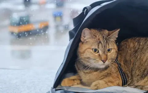 Kot w transporterze czeka na podróż. Ma przy sobie swój **paszport kota**, gotowy do drogi.