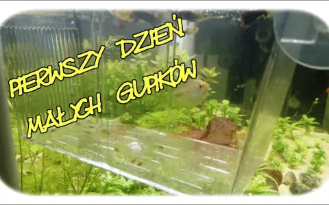 Czym karmić narybek gupika, aby zapewnić mu zdrowy rozwój?