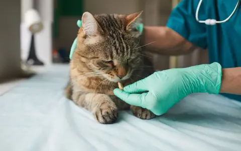 Weterynarz podaje kotu tabletkę, by pozbyć się nicieni.