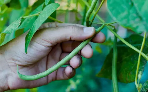 A hand gently holds a long, slender green bean, freshly picked from the plant.