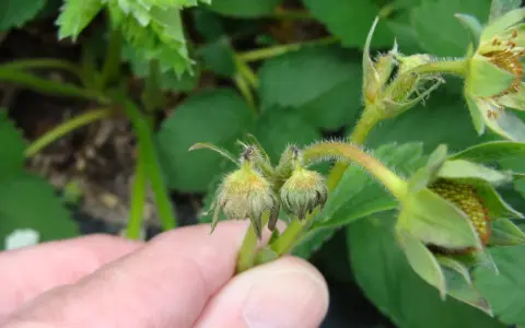 A hand points to developing strawberry flowers, some showing damage from a strawberry weevil.