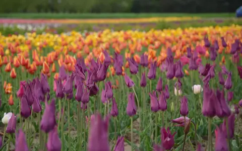 Fioletowe tulipany w ogrodzie, na tle rzędów żółtych i pomarańczowych kwiatów.