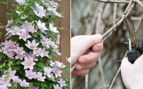 Piękna powojowa z różowymi kwiatami obok dłoni przycinającej pędy. Wiosenne cięcie clematis to klucz do obfitego kwitnienia.