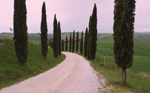Viale dei cipressi a Siena, con una strada sterrata che serpeggia tra dolci colline verdi e alberi slanciati.