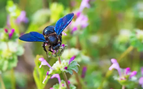 Une abeille charpentière aux ailes bleues métalliques butine une petite fleur rose et verte.