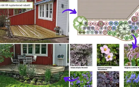 Planera rabatt: från idé till verklighet med en ritning och bilder på växter som Anemone, Bergenia och Iris.