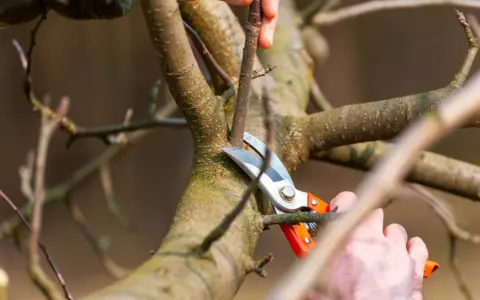 Hände schneiden mit einer Gartenschere einen Ast eines Apfelbaums. Der Sommerschnitt fördert das Wachstum gesunder Früchte.