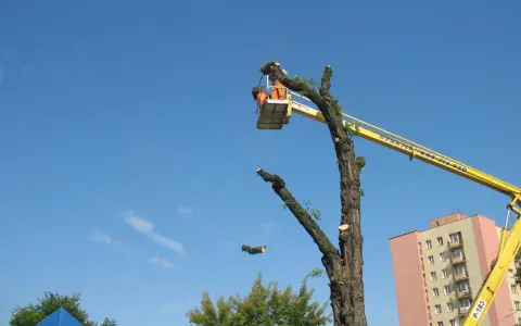 Wycinka drzew z podnośnika. Pracownik w koszu tnie gałęzie. Sprawdź wycinka drzew z podnośnika cennik.
