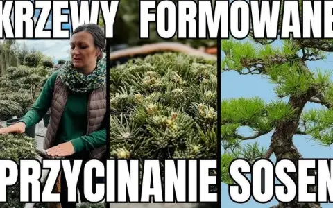 Jak przycinać sosnę? Poradnik krok po kroku do pięknego drzewa