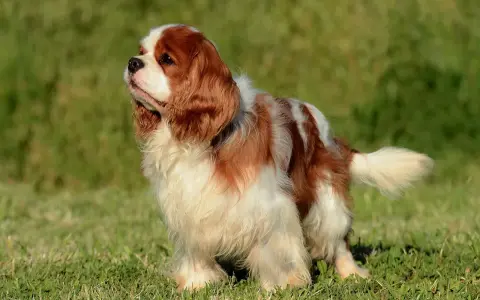 Uroczy spaniel king, o rudych i białych łapkach, stoi na zielonej trawie, wyglądając z godnością.