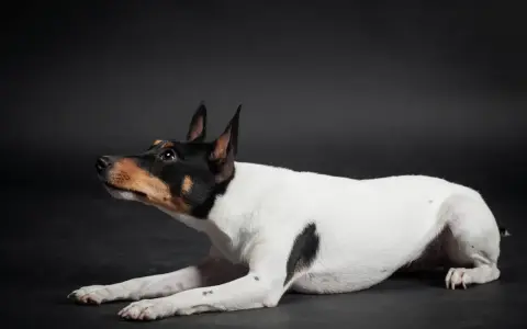 Czarno-biały toy terrier z brązowymi znaczeniami na głowie leży na ciemnym tle, patrząc w górę z zaciekawieniem.
