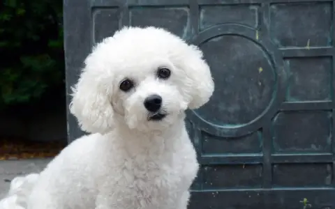 Bichon frise włosy czy sierść – zaskakująca różnica dla alergików