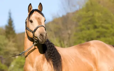 Ein brauner Quarter Horse mit schwarzer Mähne und Halfter. Sein Gewicht ist typisch für die Rasse.
