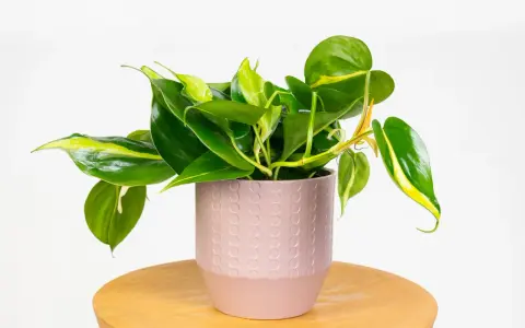 Philodendron hederaceum w różowej doniczce z ozdobnym wzorem, na drewnianym stoliku.