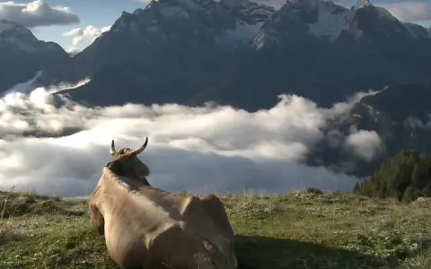 Una mucca riposa su un prato verde, contemplando un panorama mozzafiato di **alta montagna** con cime innevate e un mare di nuvole.