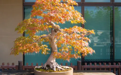 Magnifique arbre japonais en automne, ses feuilles aux teintes orangées et rouges illuminent le paysage.