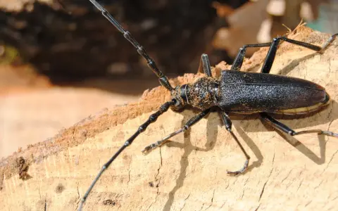 Un grand capricorne du chêne, impressionnant par sa taille, se pose sur un morceau de bois. Bien que magnifique, il est considéré comme dangereux pour l'homme.