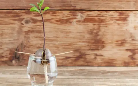 Ein Keimling wächst aus einem Avocadokern, der mit Zahnstochern in einem Glas Wasser steckt. So beginnt das Abenteuer, einen Avocadokern einzupflanzen.