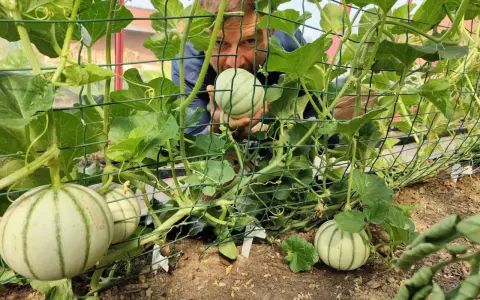 Un homme examine des melons en train de pousser sur des treillages. Il est temps de planter des melons pour la récolte d'été.