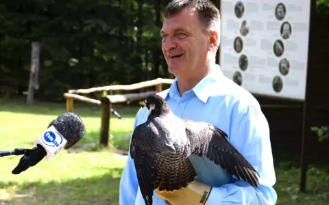 Mężczyzna w błękitnej koszuli prezentuje sokoła na rękawicy. Obok mikrofon TVN24.