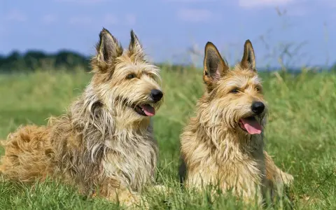 Deux gros chiens de berger au poil hirsute, assis dans l'herbe verte sous un ciel bleu.