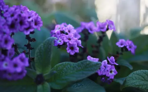 Vackra lila blommor i en balkonglåda, perfekta tips på blommor för att skapa färg.