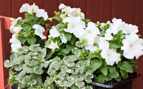 Vita sommarblommor i kruka, med frodig grönska och en röd bakgrund. En vacker syn som för tankarna till en solig sommardag.