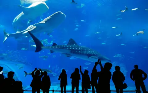 Największe oceanarium w Krakowie? Rozwiewamy mit i wskazujemy gigantów