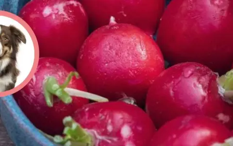 Czy pies może jeść rzodkiewkę? Bezpieczne porcje i ryzyka zdrowotne