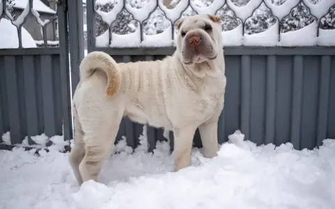 Jasny shar pei długowłosy stoi w śniegu przed metalową bramą.