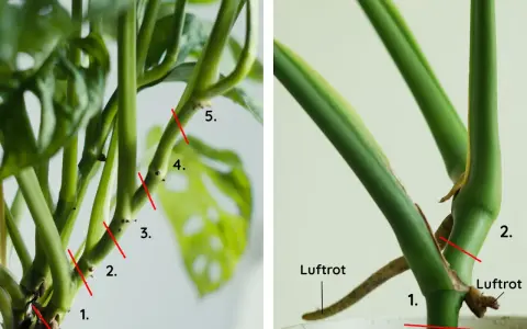 Steg för att plantera om monstera. Röda linjer visar var du ska klippa för att föröka din planta. Luftrot synlig.