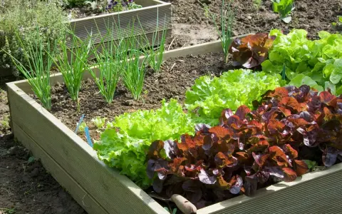 Un potager en carrés avec des oignons verts et des laitues rouges et vertes. Idéal pour faire son potager et manger frais.
