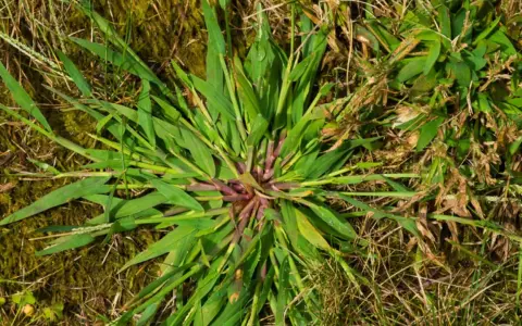 A close-up of crabgrass with its distinctive purple stem, spreading across dry grass and mossy ground.