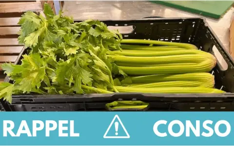 Rappel de consommation : attention, cette botte de céleri pourrait contenir une feuille de céleri toxique.
