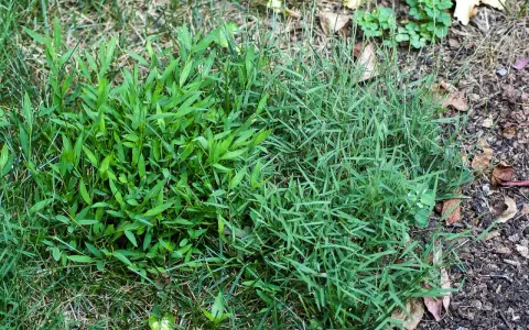 Two types of grass, one with broad leaves and another with thin blades, are shown. This image might help you learn how to get rid of nimblewill.