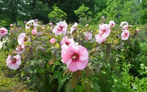 Un parterre de fleurs roses éclatantes, une magnifique floraison hibiscus, se dresse fièrement sous le soleil, entouré de verdure luxuriante.