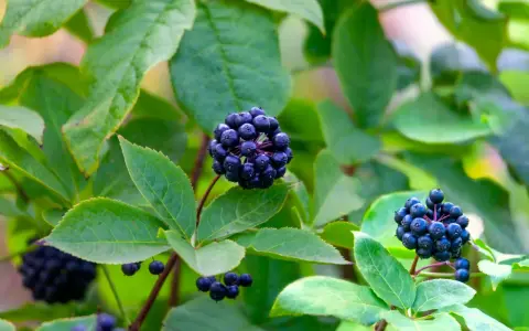 Grappes de baies noires d'éleuthérocoque, connues pour leurs bienfaits pour la santé, sur fond de feuilles vertes.