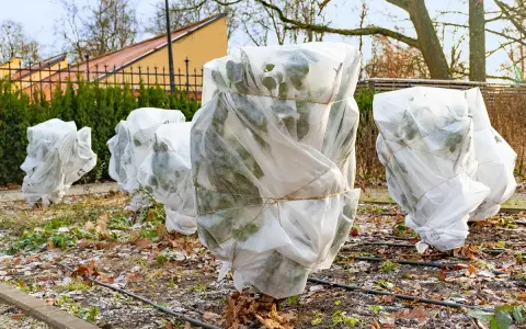 Des plantes, dont un palmier, sont emballées dans du tissu blanc pour les protéger du **palmier hiver**.