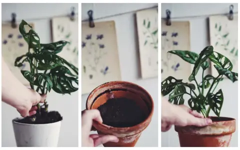 En hand planterar om en monstera i en ny kruka.