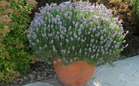 Un vaso di terracotta pieno di lavanda in fiore, ideale per capire quando piantare la lavanda in giardino.
